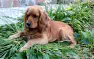 English cocker spaniel: funkce plemene a popis vzhledu